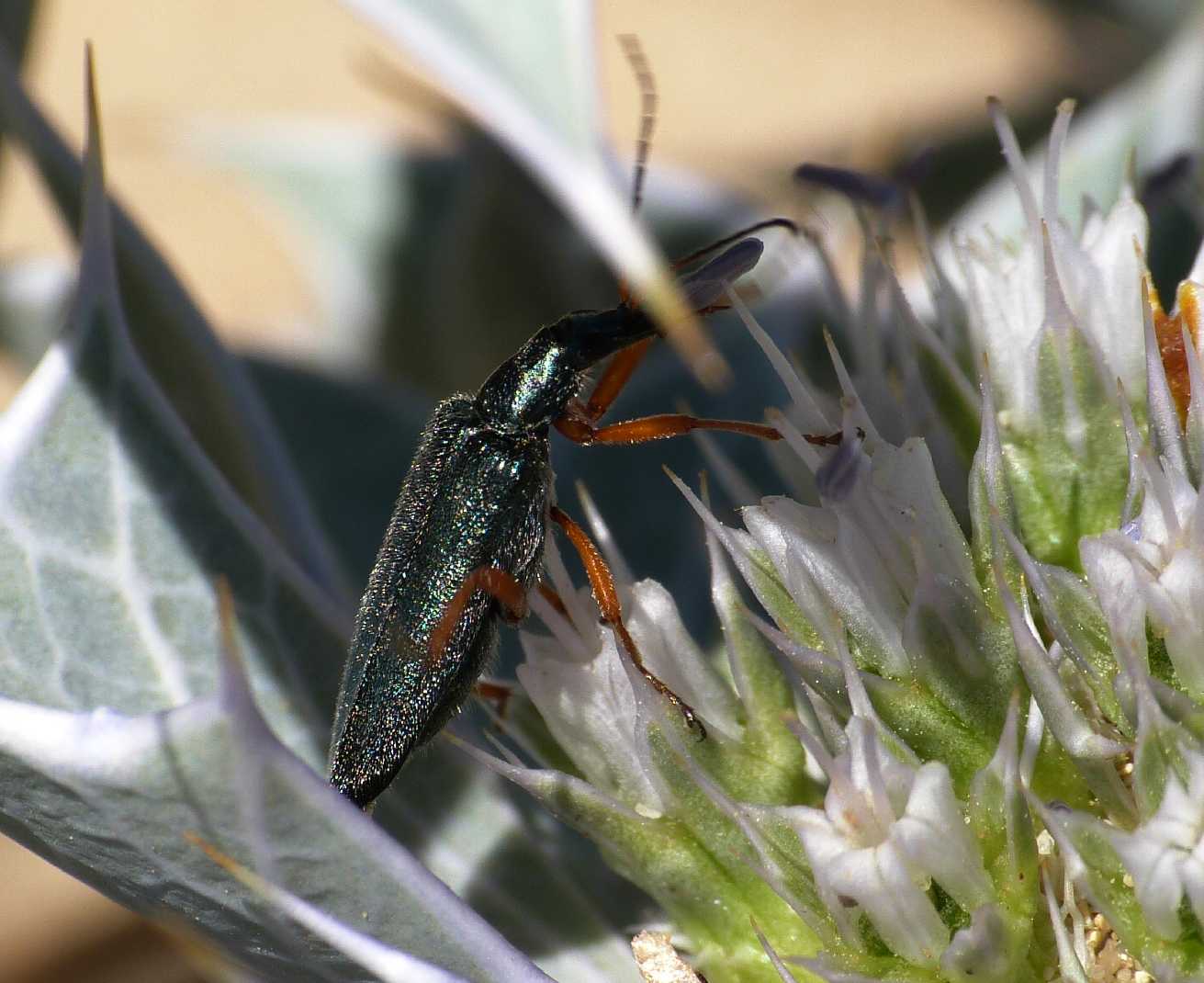 Oedemera sarda: Stenostoma rostratum rostratum